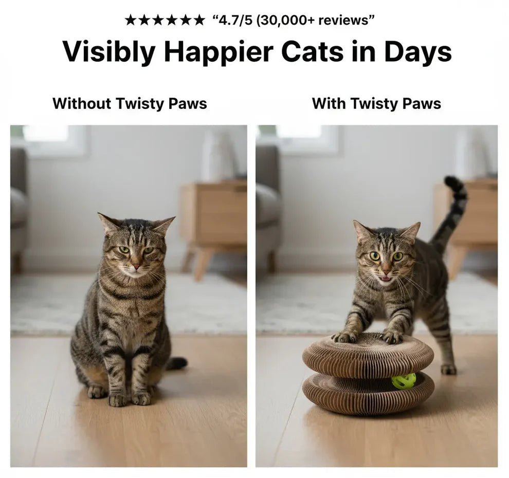Be The Cat Parent Your Fur Baby Deserves!