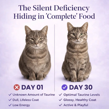 Felocity™ Daily Taurine Support