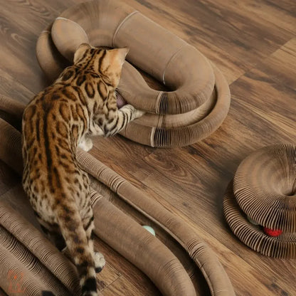 Be The Cat Parent Your Fur Baby Deserves!