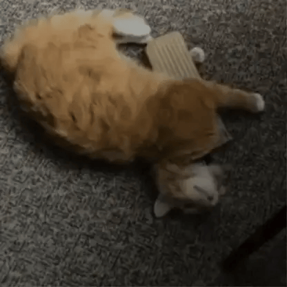 Felocity Catnip Chew Toy